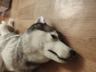 husky dog ​​sleeping on the floor