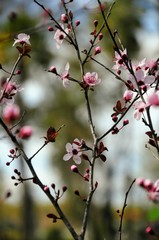 blooming cherry tree in spring