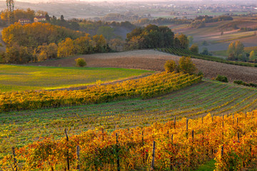 Vineyards in the Tortona hills at sunset