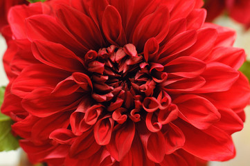 Big red chrysanthemum