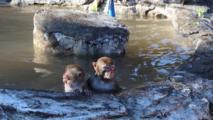 温泉に入る兄弟の様な日本猿