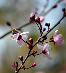 branch of a tree with flowers