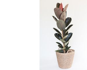 Rubber plant in wicker baskets isolated on white background.