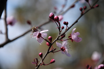 branch of a tree in spring