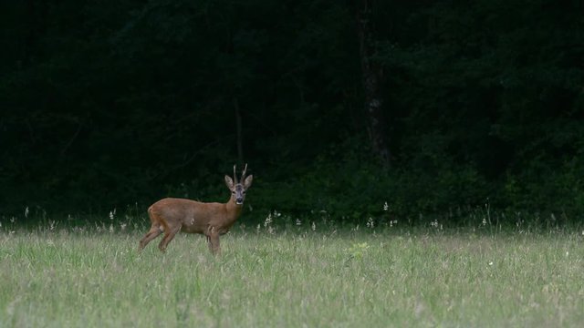 European roe deer (Capreolus capreolus) buck fleeing from meadow into forest