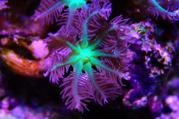 Fototapeta na wymiar Clavularia glove soft polyps colony coral