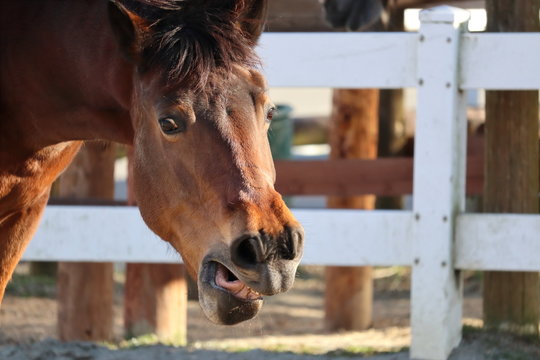 1 027 Best 変顔 Images Stock Photos Vectors Adobe Stock