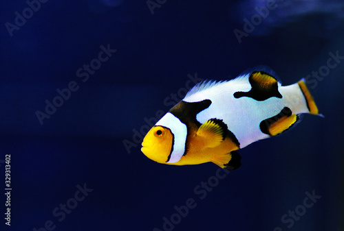 Black Ice Snowflake Clownfish 8th Generation Of Hybrid Clownfishes Wall Mural Kolevski V