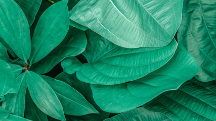 Obraz premium Close-up of fresh green leaves growing in forest. Green background