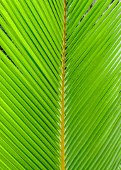 Palm leaf texture. Tropical garden. Closeup showing the color and texture of a tropical leaf