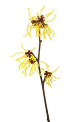 Hamamelis virginiana flower