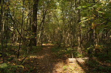 path in the forest