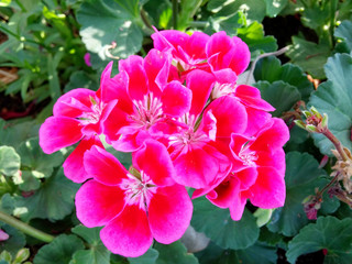 geranium closed up with blurred background