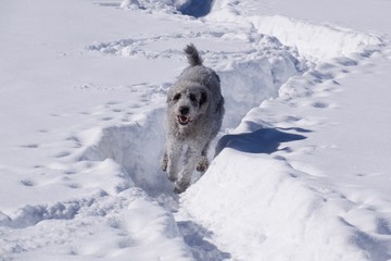 young Labardoodle running in the snow