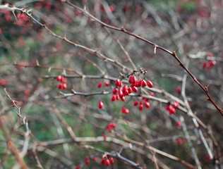 Barberry bush