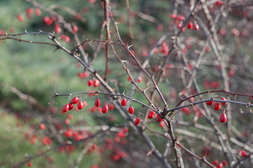 Barberry bush