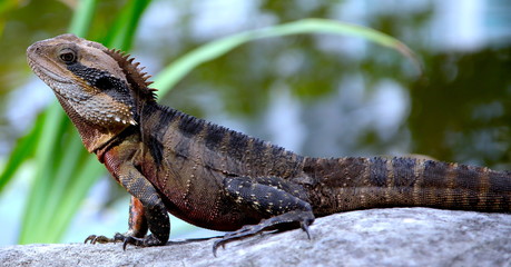 Lizard sitting on a rock in a Sydney NSW Australia Park on a sunny warm summer afternoon