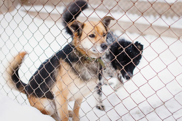 Miserable Outbred dog in a shelter in a cage.