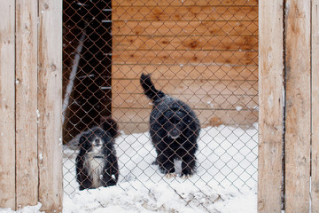 Miserable Outbred dog in a shelter in a cage.