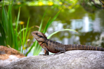 Lizard sitting on a rock in a Sydney NSW Australia Park on a sunny warm summer afternoon