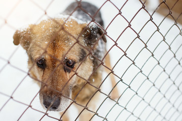 Miserable Outbred dog in a shelter in a cage.