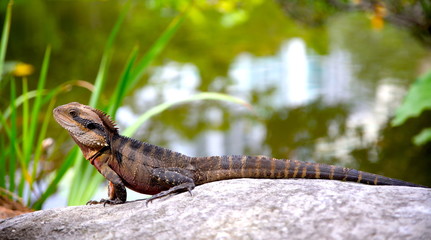 Lizard sitting on a rock in a Sydney NSW Australia Park on a sunny warm summer afternoon