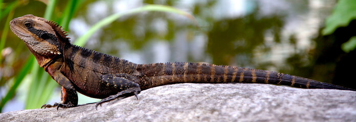 Fototapeta premium Lizard sitting on a rock in a Sydney NSW Australia Park on a sunny warm summer afternoon