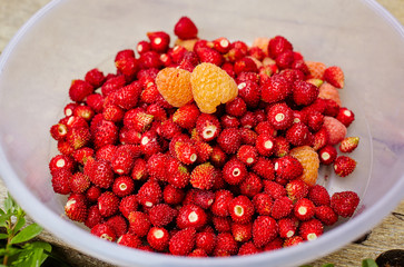 Wild strawberry and yellow raspberries in plastic basket on wooden background. Vitamin healthy food.Selective focus, blurred background