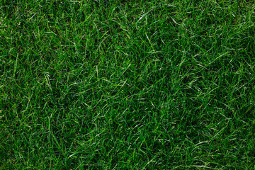 Spring green grass. Abstract background