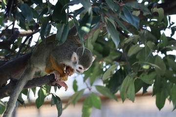 木の上から下を見るリスザル