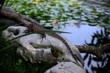 Lizard sitting on a rock in a Sydney NSW Australia Park on a sunny warm summer afternoon