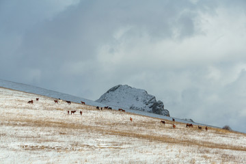 Horses in the background of a winter mountain landscape in Armenia