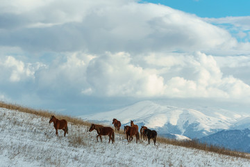 Horses in the background of a winter mountain landscape in Armenia