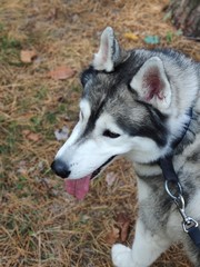 siberian husky dog ​​in autumn forest
