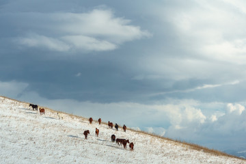 Horses in the background of a winter mountain landscape in Armenia