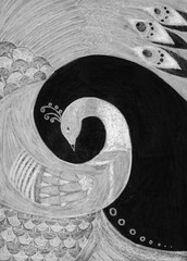 Beautiful peacock. Hand-drawn illustration. Monochrome grey, black and white colors.