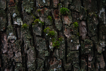 Aged tree bark with green moss