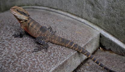 Lizard sitting on a rock in a Sydney NSW Australia Park on a sunny warm summer afternoon