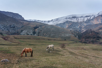 Horses in the background of a winter mountain landscape in Armenia