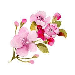Naklejka premium Cherry apple spring blossom flower bouquet pink flower
