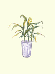 House Plant in pot. Decoration for room or office. Potted plant isolated on grey background. Hand drawn Illustration. Colored pencils technique.
