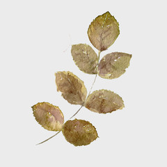 Wild roses leaves branch green