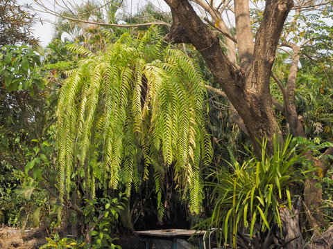 view of Phlegmariurus phlegmaria, synonym Huperzia phlegmaria, commonly known as Tassel fern or Common tassel fern hang on flower pot.