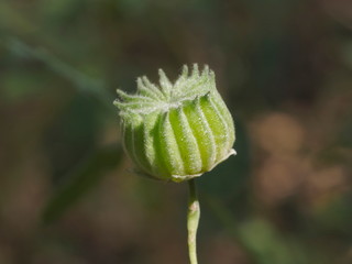 Fototapeta premium Close-up green seed of Indian Mallow, other names include Chinese bell flower and Country mallow (Abutilon indicum (L.) Sweet) the medical plant hang on branch with nature blurred background.