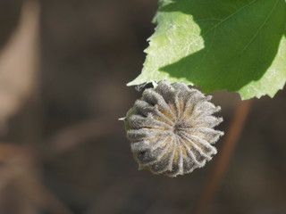 Close-up dry seed of Indian Mallow, other names include Chinese bell flower and Country mallow (Abutilon indicum (L.) Sweet) the medical plant hang on branch with nature blurred background.