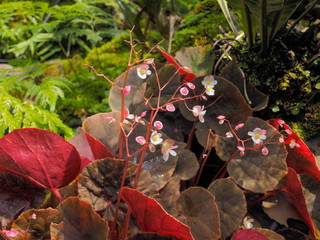Small Pink flower of Bishop's hat or Epimedium X versicolor (Sulphureum) blossom on branches with...