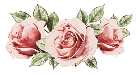 rose isolated on white background,watercolor illustration
