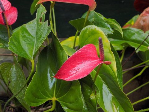 Beautiful red Laceleaf blossom on green leaf with green nature blurred background, other names in clude anthurium, tailflower, flamingo flower, and laceleaf.