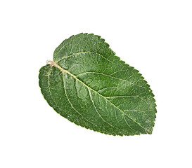 Apple leaf on a white background