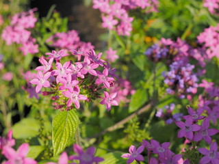 Beautiful pink flower Pentas lanceolata known as Egyptian starcluster flower blossom blooming on branches in garden with green leaves nature blurred background.